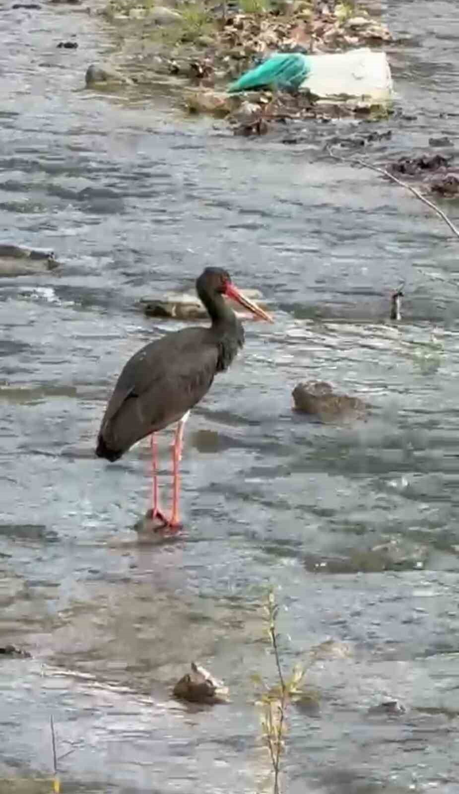 TÜRKİYE’DE NADİR GÖRÜLEN KUŞ TÜRLERİ ARASINDA YER ALAN KARA LEYLEK, KARABÜK’ÜN YENİCE İLÇESİNDE...