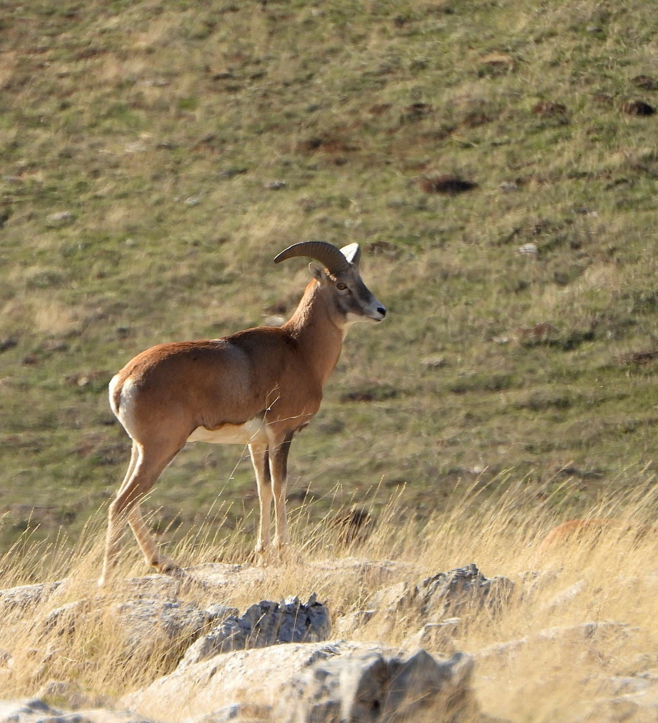 TÜRKİYE’DE SADECE BELİRLİ BÖLGELERDE YAŞAYAN, DÜNYADA BAŞKA HİÇBİR YERDE BULUNMAYAN ENDEMİK...
