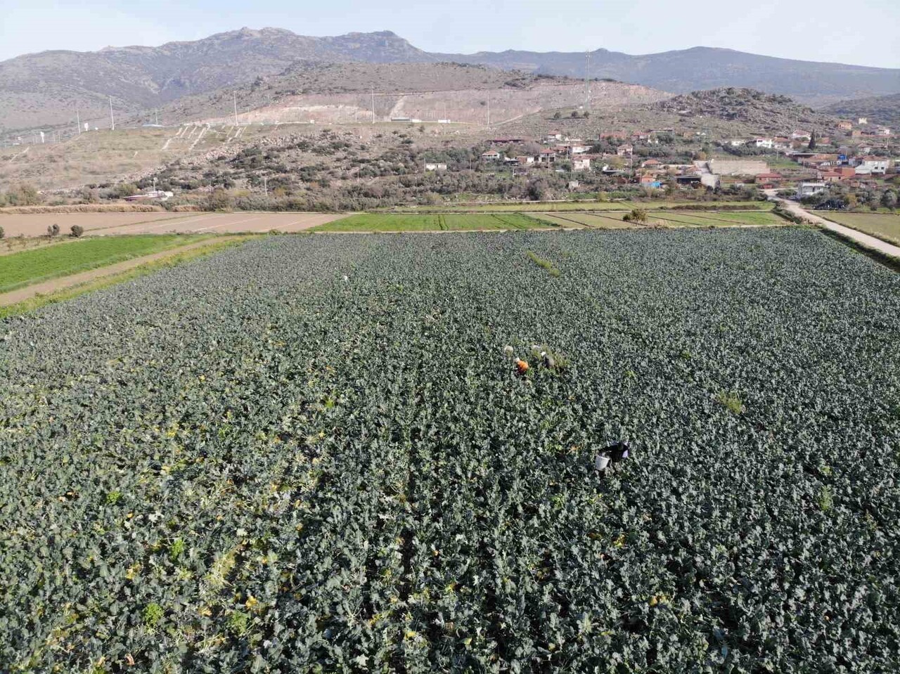 TÜRKİYE’NİN KIŞLIK SEBZE ÜRETİM MERKEZLERİNDEN BİRİ OLAN İZMİR’İN MENEMEN OVASI’NDA BROKOLİ HASADI...