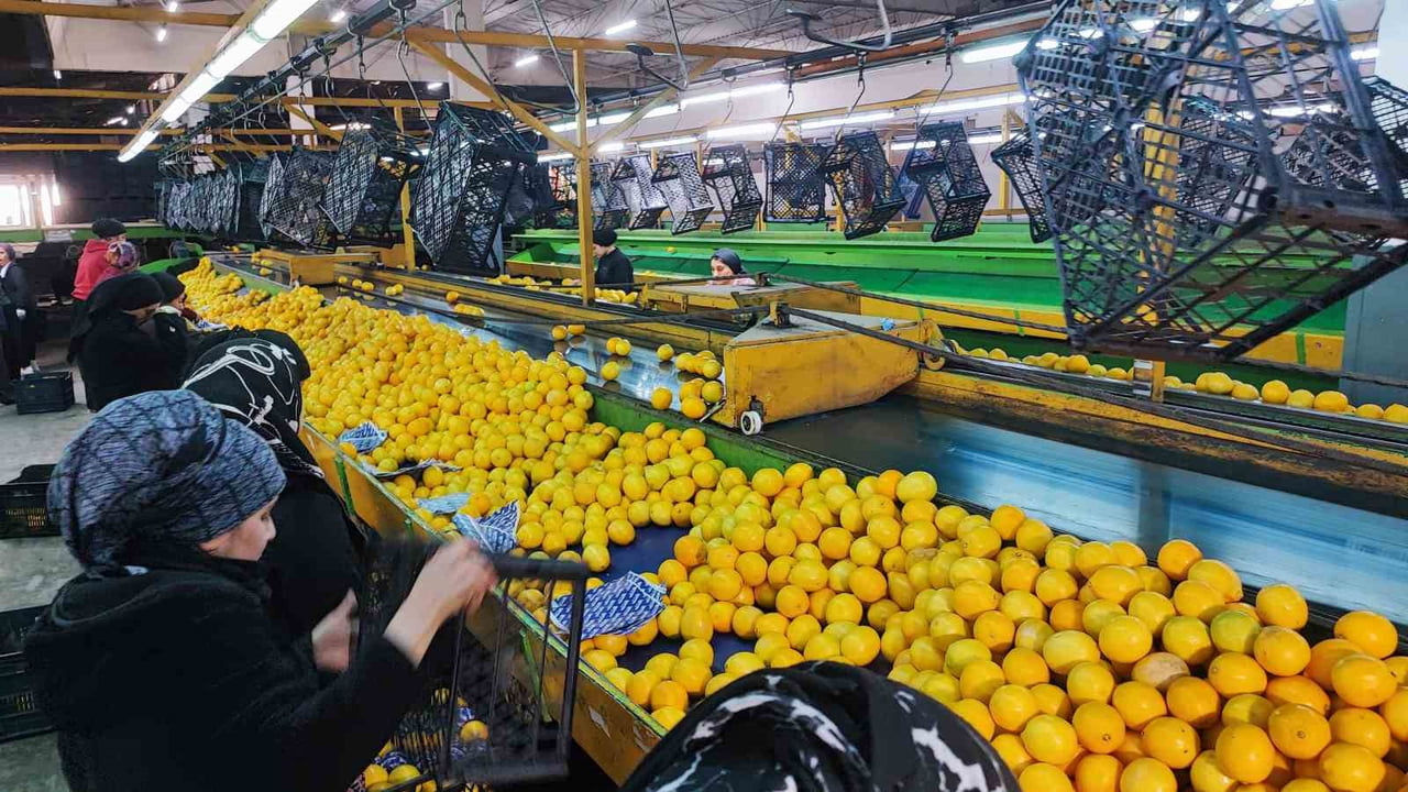 TÜRKİYE’NİN NARENCİYE İHTİYACININ YÜZDE 40’INI ADANA’DAN RUSYA VE UKRAYNA BAŞTA OLMAK ÜZERE BİRÇOK...