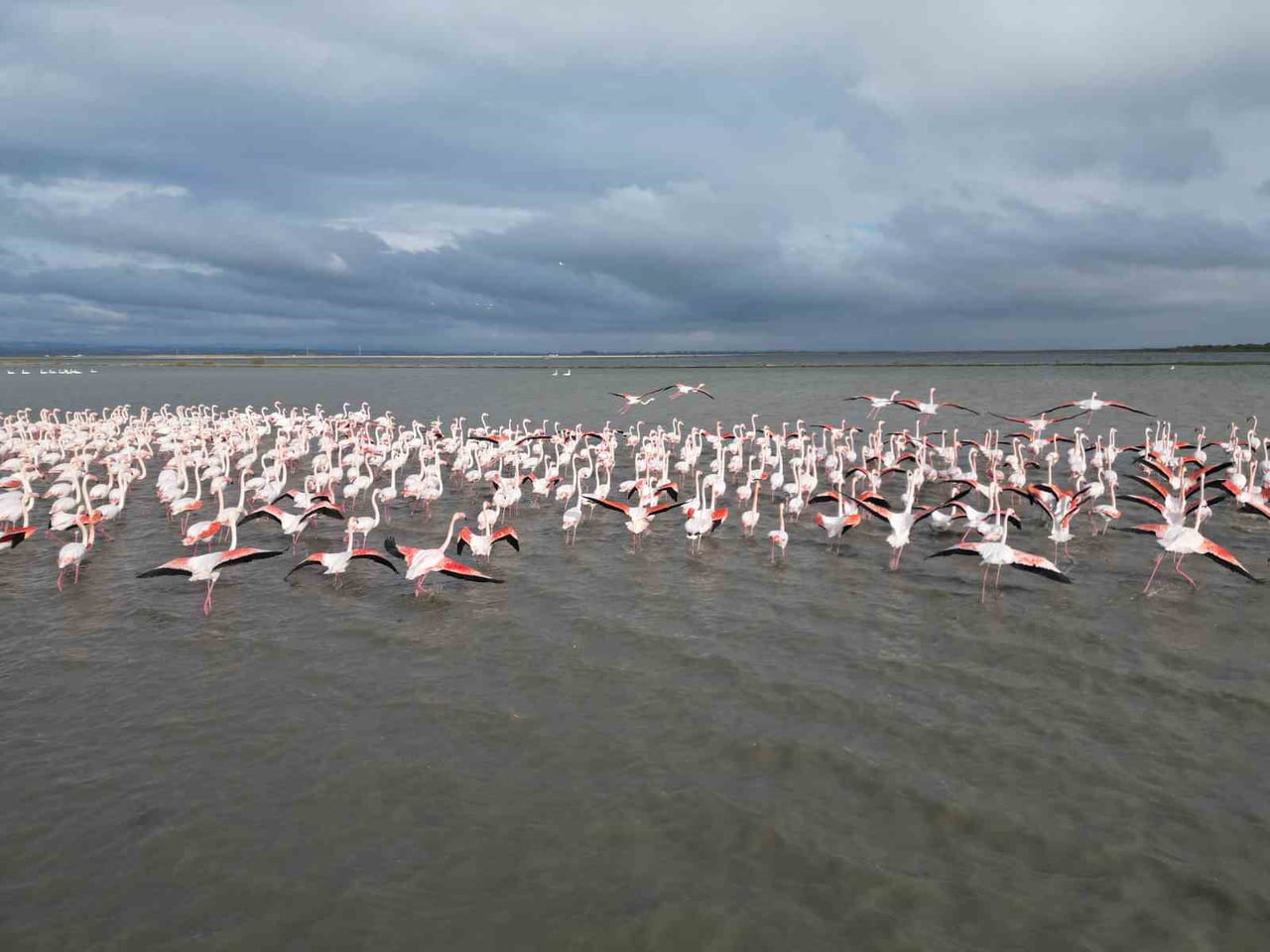 TÜRKİYE–YUNANİSTAN SINIRINA YAKIN BİR NOKTADA BULUNAN GALA GÖLÜ, GÖÇ YOLLARINDAKİ BİNLERCE KUŞ...