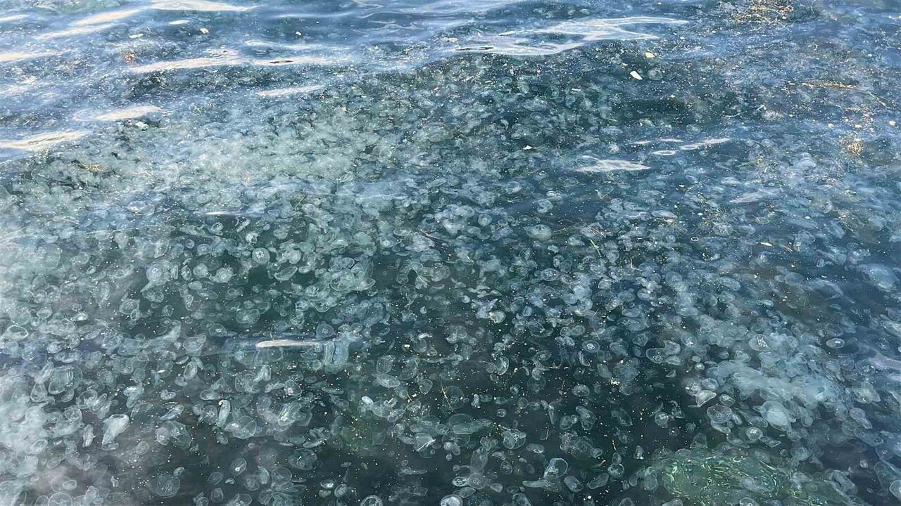 ÜSKÜDAR’DA ON BİNLERCE DENİZ ANASININ SAHİLİ KAPLAMASIYLA DENİZ ADETA BEYAZA BÜRÜNDÜ. EVSEL...