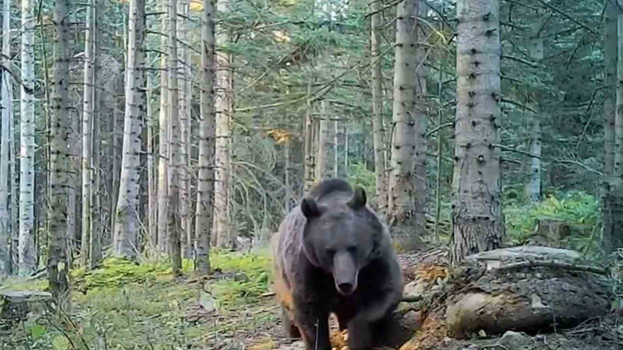 UZMANLAR KIŞ UYKUSUNA YATMAYA HAZIRLANAN AYILAR KONUSUNDA UYARILARDA BULUNARAK ÜLKEMİZİN HİÇ...