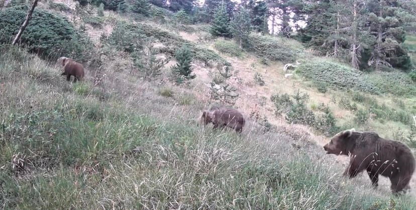 UZMANLAR KIŞ UYKUSUNA YATMAYA HAZIRLANAN AYILAR KONUSUNDA UYARILARDA BULUNARAK ÜLKEMİZİN HİÇ...