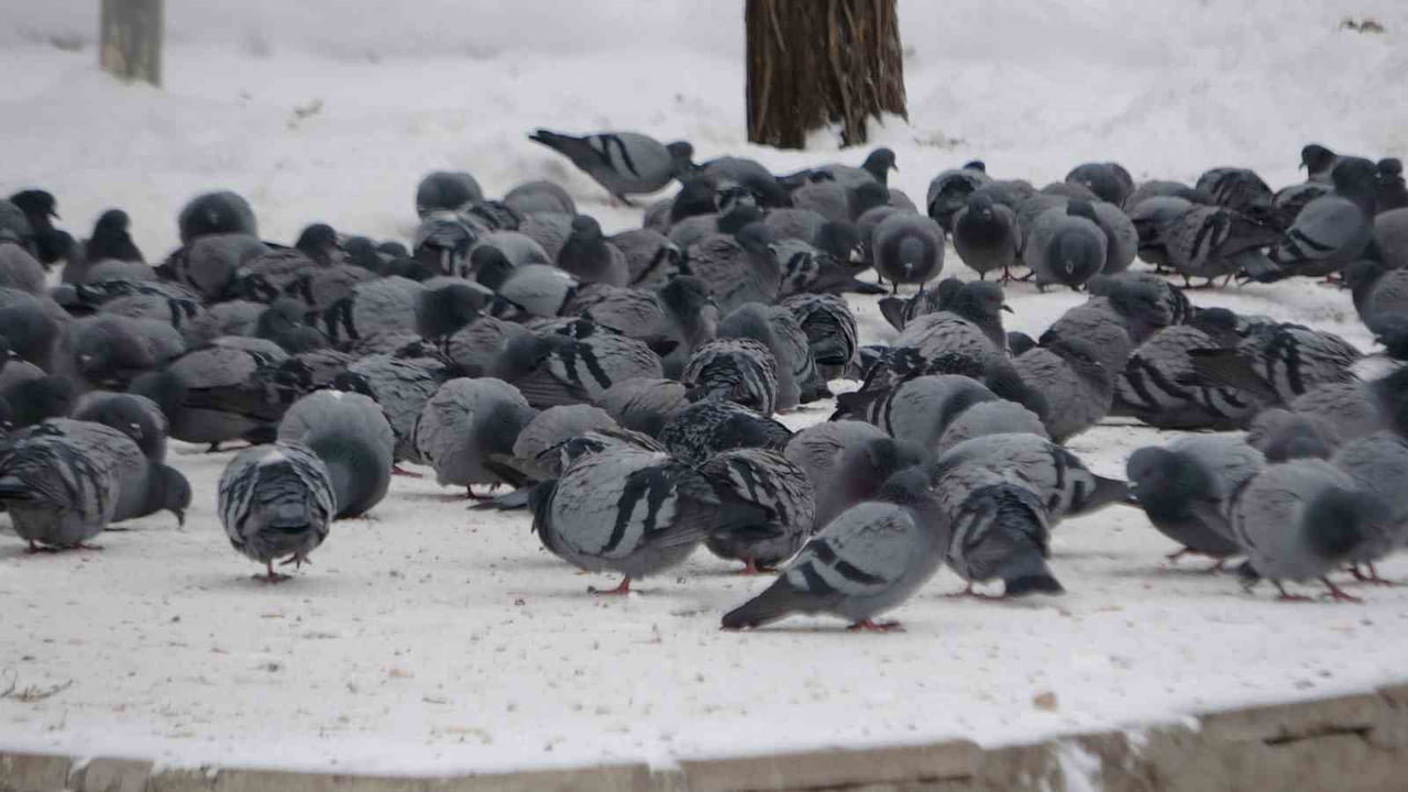 VAN’DAKİ AHMED-İ HANİ KÜLTÜR PARKI ÇEVRESİNDEKİ BİNALARIN ÇATI KATLARINI MESKEN TUTAN BİNLERCE...