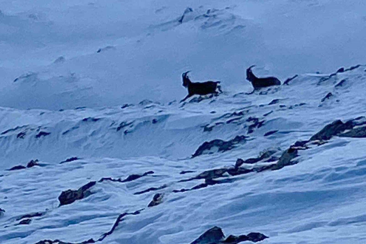 VAN’IN ÇATAK İLÇESİNDE NESLİ KORUMA ALTINDA BULUNAN VE AVLANMASI YASAK OLAN DAĞ KEÇİLERİ...