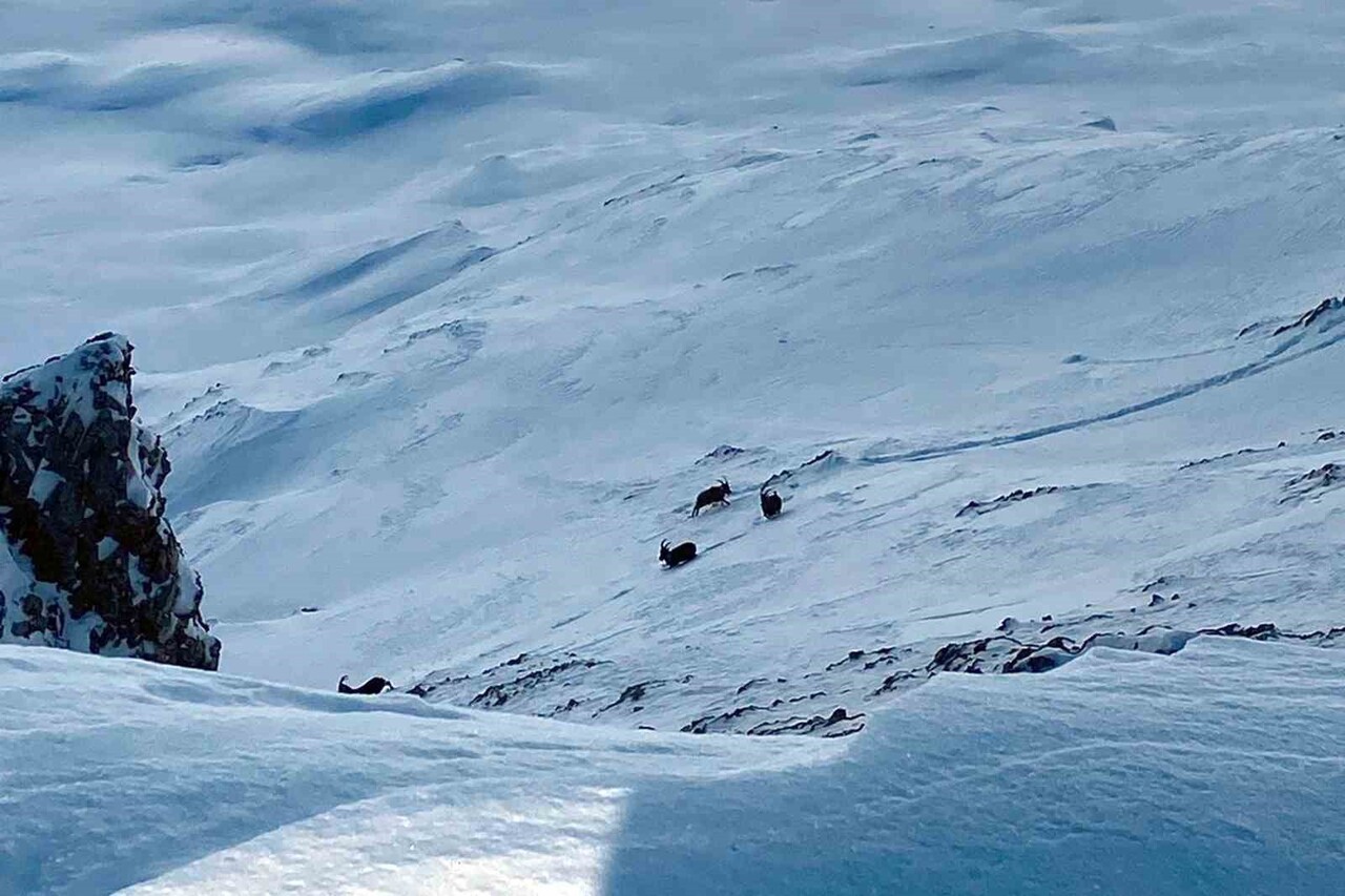VAN’IN ÇATAK İLÇESİNDE NESLİ KORUMA ALTINDA BULUNAN VE AVLANMASI YASAK OLAN DAĞ KEÇİLERİ...