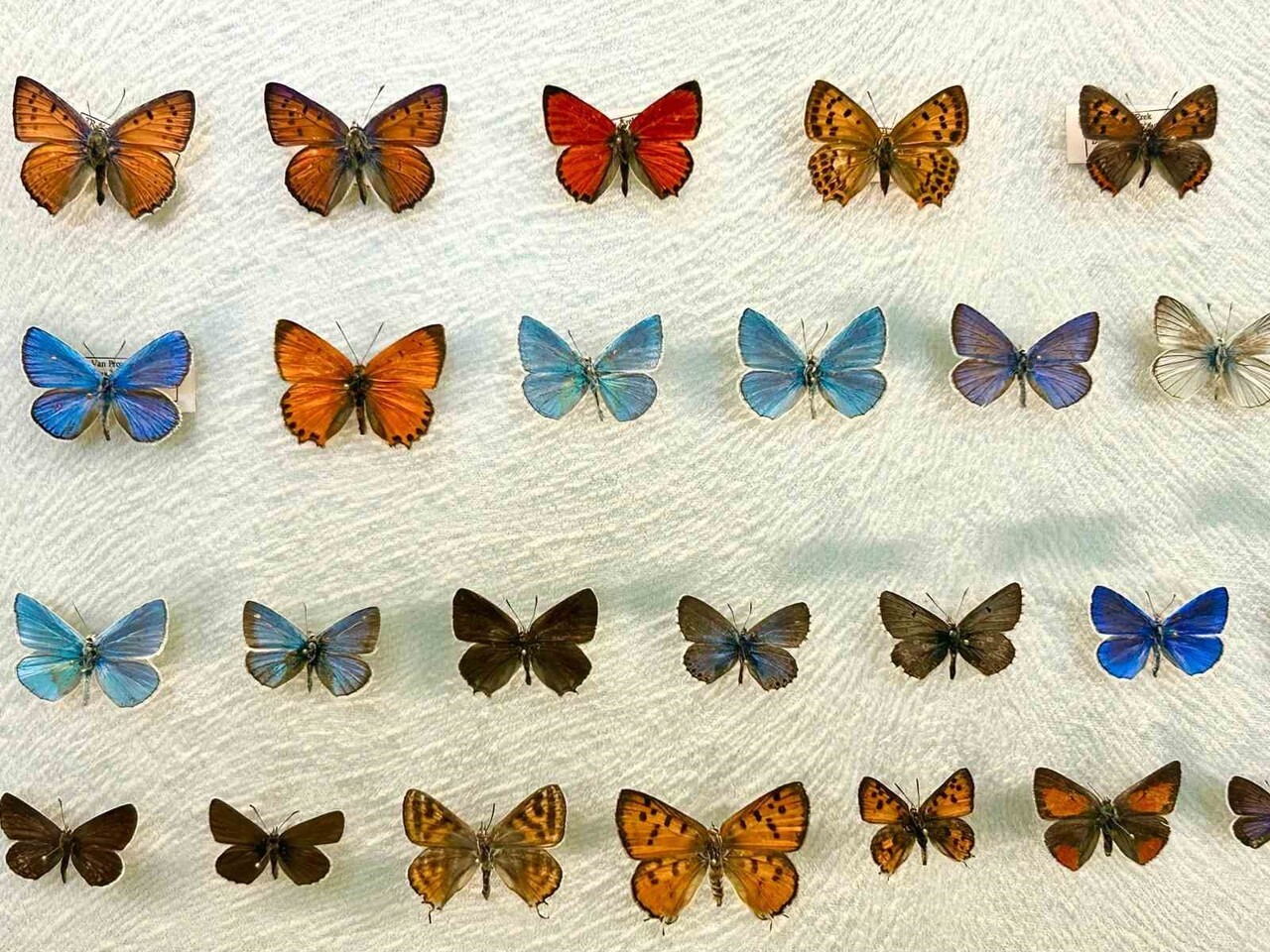 VAN YÜZÜNCÜ YIL ÜNİVERSİTESİ (VAN YYÜ) FEN FAKÜLTESİ BİYOLOJİ BÖLÜMÜ BÜNYESİNDE FAALİYET GÖSTEREN...