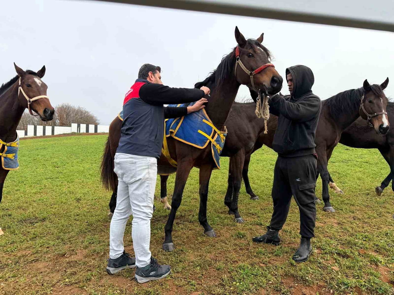 VİZE İLÇE TARIM VE ORMAN MÜDÜRLÜĞÜ TEKNİK PERSONELLERİ TARAFINDAN, HARALARDA YETİŞTİRİLEN SAFKAN...