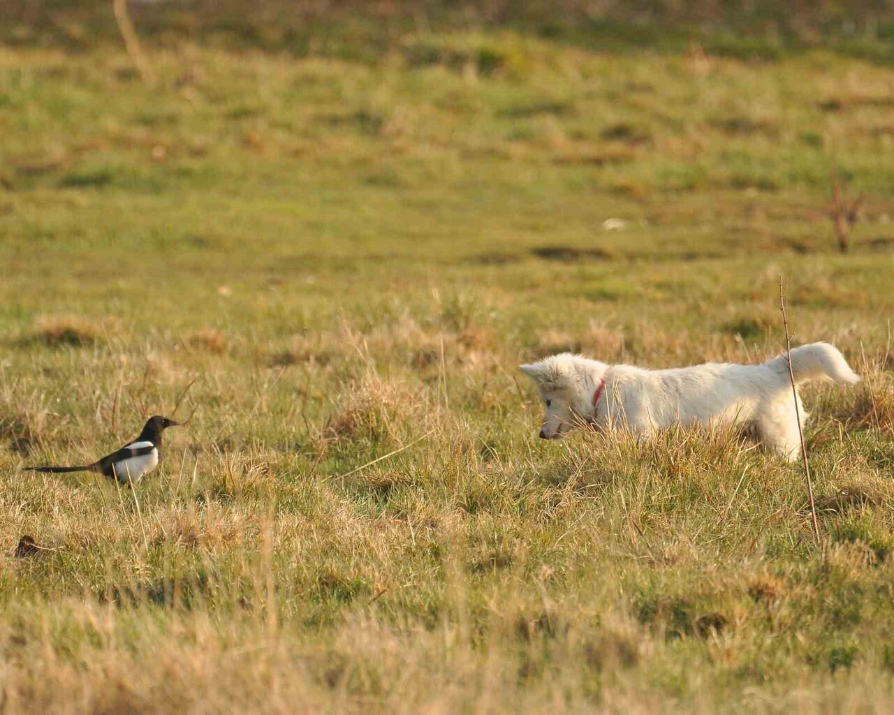 YABAN HAYAT FOTOĞRAFÇISI VEDAT ATLI, VAN KALESİ ETEKLERİNDE BEYAZ TÜYLERİ NEDENİYLE DÜNYACA ÜNLÜ...