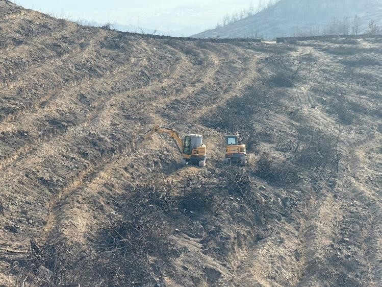 YANGIN ALANLARI YEŞİLE BÜRÜNÜYOR