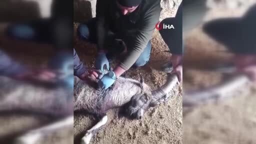 Yaralı halde bulunan Garip, tedavisinin ardından doğaya salındı