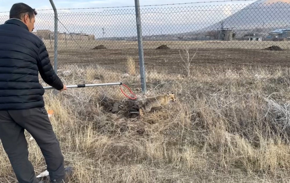 YARALI KIZIL TİLKİ TEDAVİ EDİLEREK DOĞAYA SALINDI