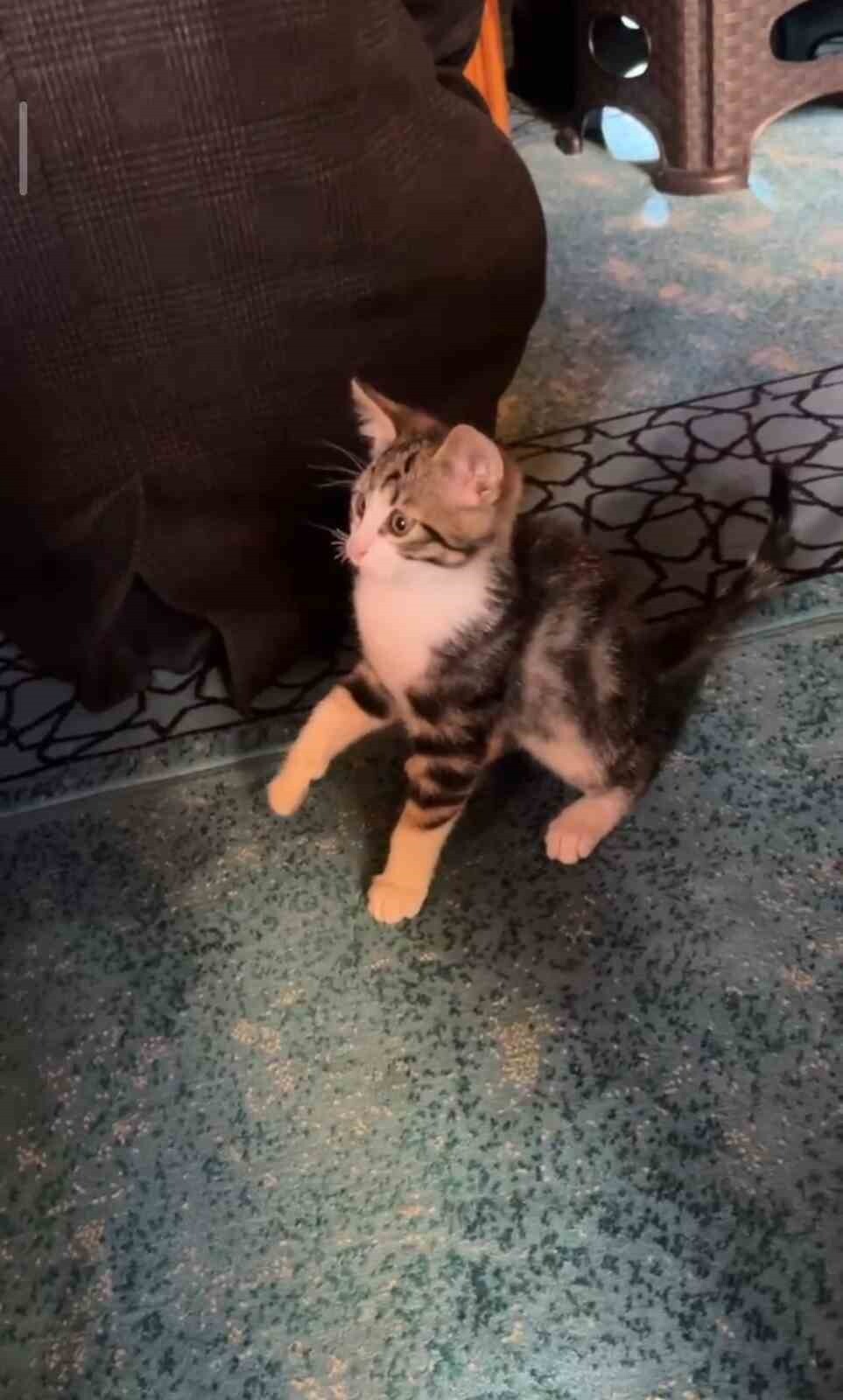 YAVRU KEDİ CAMİDE VAAZ SIRASINDA CEMAATLE VE TESPİHLE OYNADI