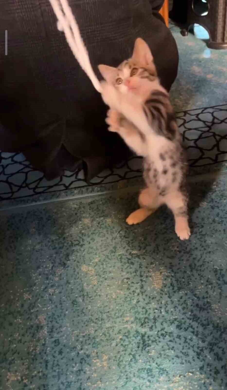 YAVRU KEDİ CAMİDE VAAZ SIRASINDA CEMAATLE VE TESPİHLE OYNADI