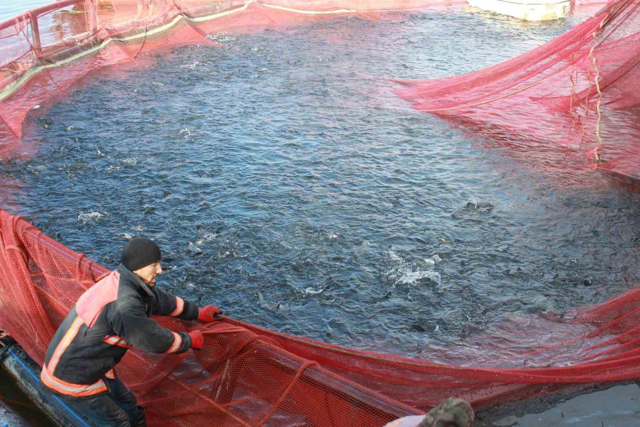 YOZGAT’IN ÇEKEREK İLÇESİNDE YETİŞTİRİLEN ALABALIKLAR, YURT DIŞI PAZARINA GÖNDERİLİYOR