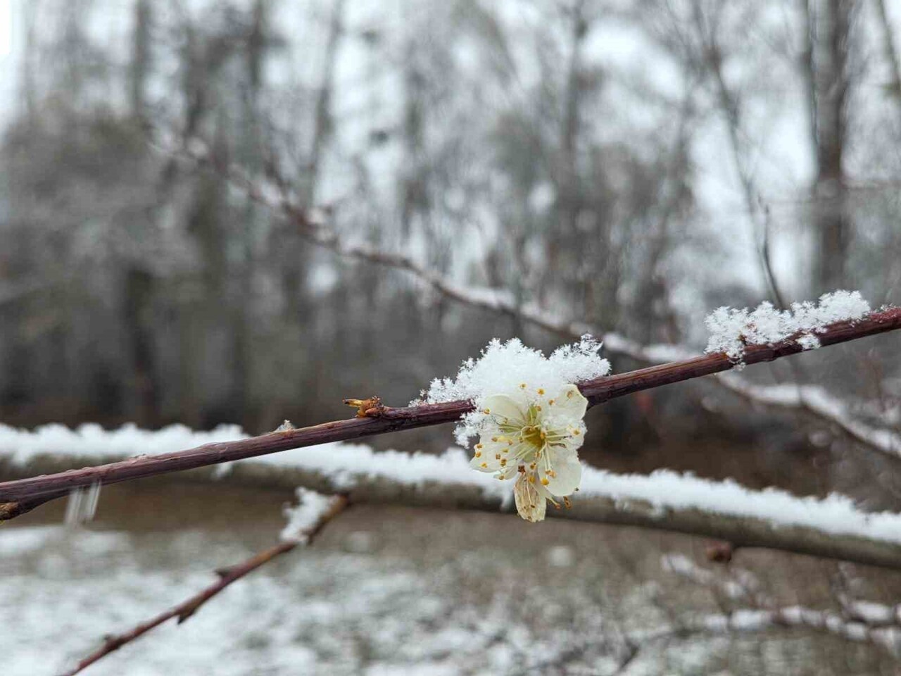 YOZGAT’IN SORGUN İLÇESİNE BAĞLI ARAPLI KASABASINDA MEVSİM NORMALLERİNİN ÜZERİNDE SEYREDEN HAVA...