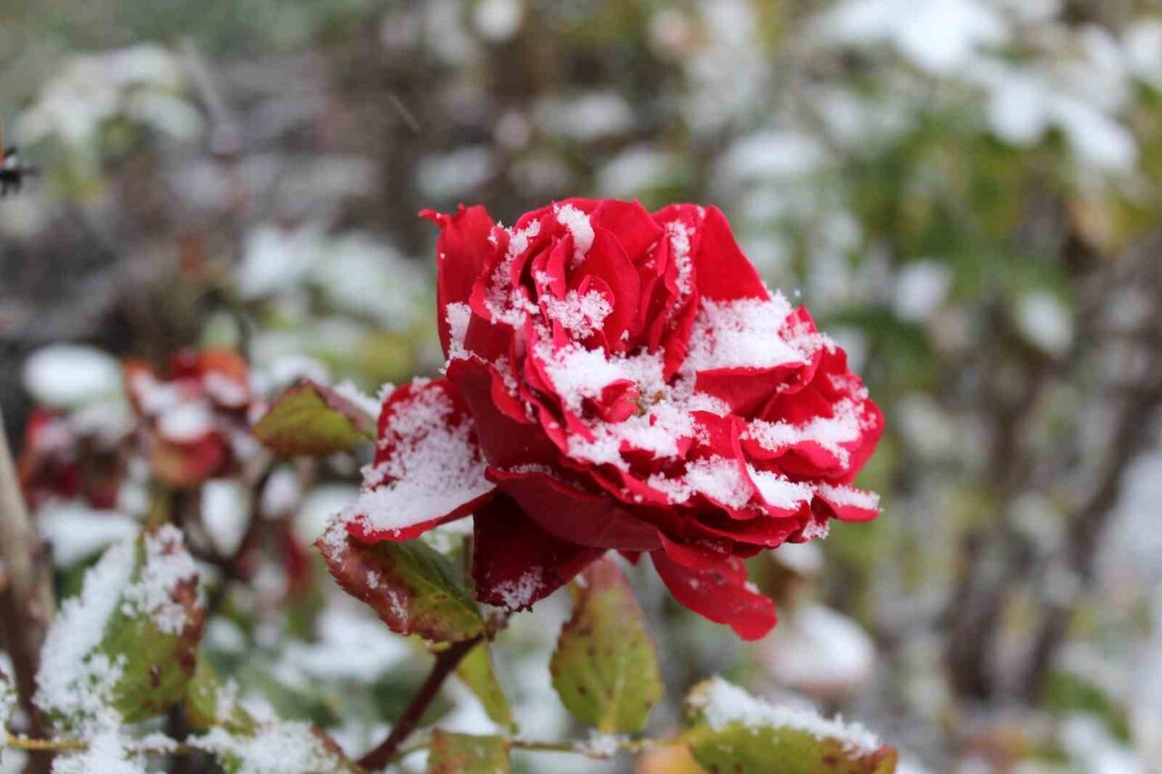 YOZGAT’TA ETKİLİ OLAN KAR YAĞIŞIYLA BİRLİKTE ÇİÇEKLER KAR ALTINDA KALDI.-