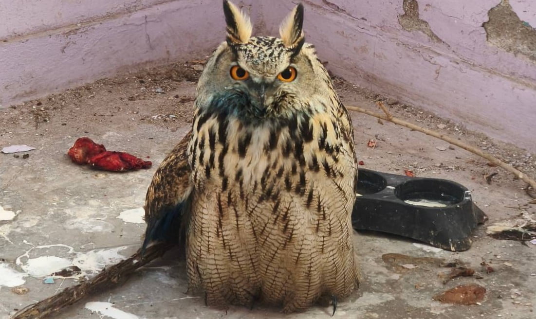 YÜKSEKOVA İLÇESİNDE JANDARMA EKİPLERİ TARAFINDAN YARALI HALDE BULUNAN BOYNUZLU BAYKUŞ TEDAVİ...
