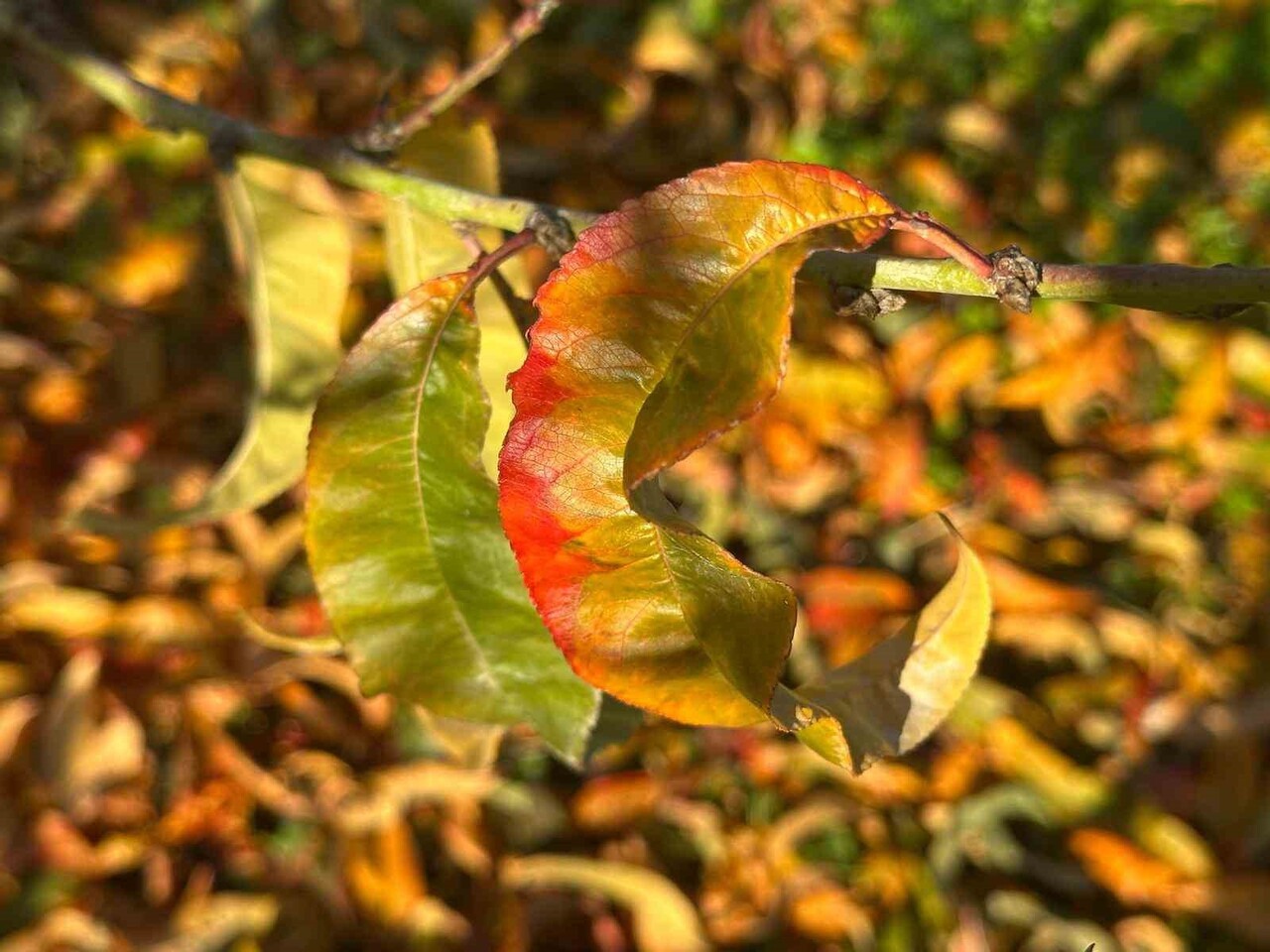 ZİRAİ DON VE KURAKLIK NEDENİYLE ÇOK ZOR BİR SEZON GERİDE KALIRKEN YORGUN DÜŞEN MEYVE AĞAÇLARI...