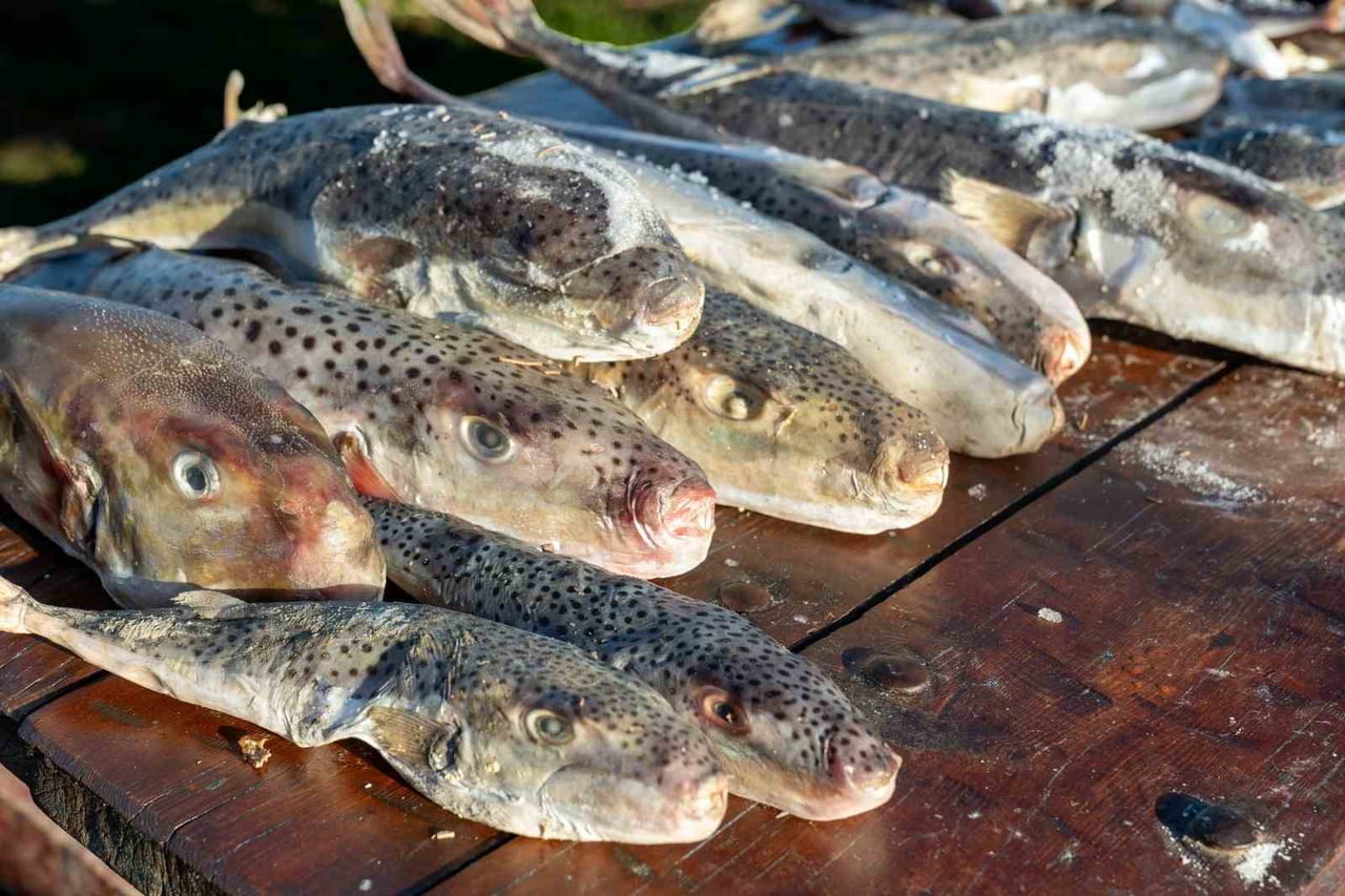 ADANA'DA BALIKÇILAR TARAFINDAN 4 GÜNDE 128 BİN BALON BALIĞI AKDENİZ'DEN TOPLANARAK KARATAŞ İLÇE...