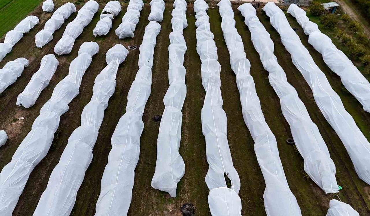 ADANA'DA BİR ÇİFTİ, ZİRAİ DONDAN ETKİLENMEMEK İÇİN 15 DÖNÜM LİMON AĞACINI FİLEYLE...