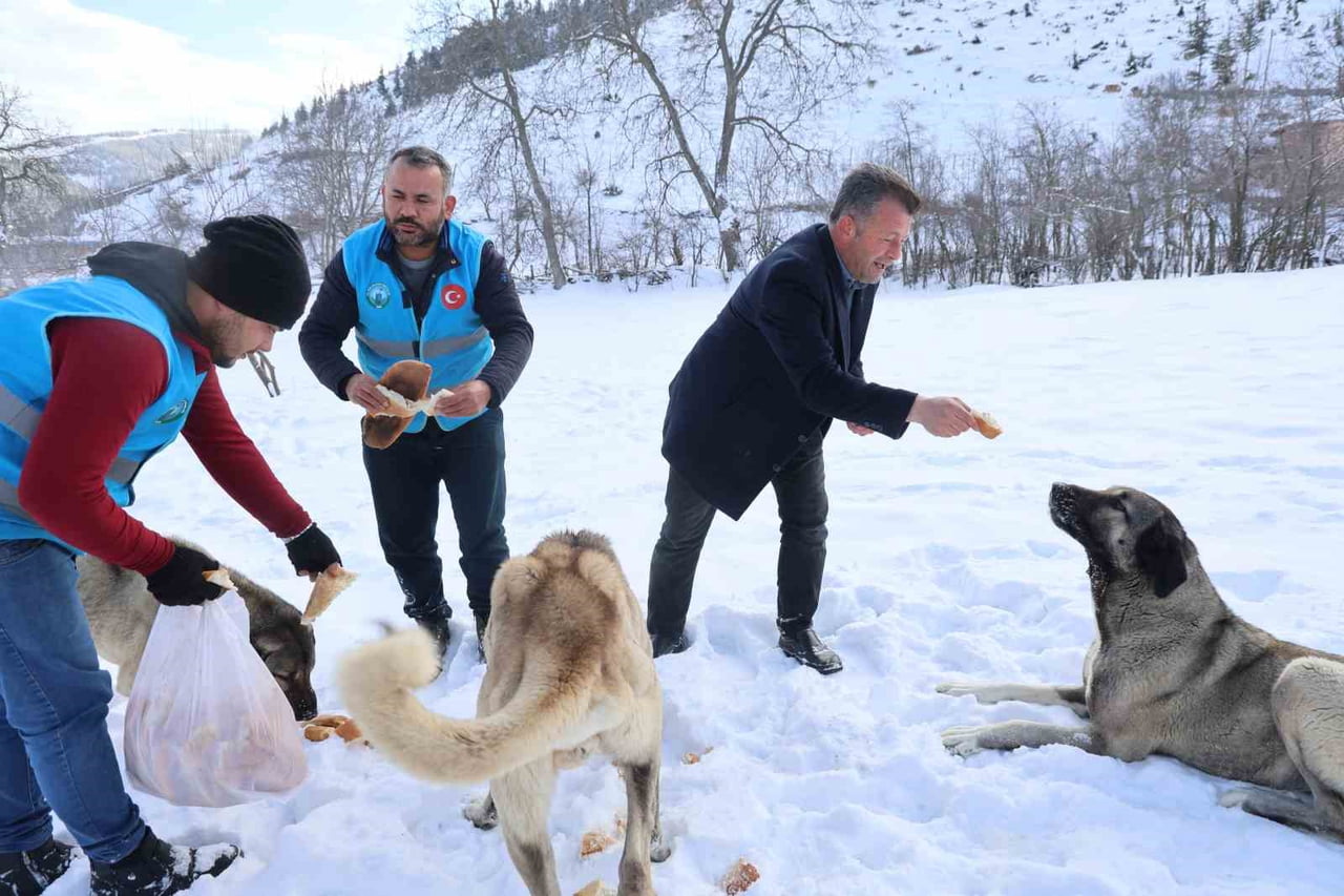 ADANA’NIN 1600 RAKIMLI KATRAN ORMANLARIYLA VE YOĞUN KAR YAĞIŞI NEDENİYLE ZAMAN ZAMAN EKSİ 20...