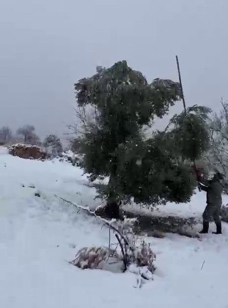 ADIYAMAN’DA, BİRKAÇ GÜNDÜR ETKİLİ OLAN KAR YAĞIŞINA DAYANAMAYAN BAZI AĞAÇLAR ZARAR GÖRDÜ.  ...