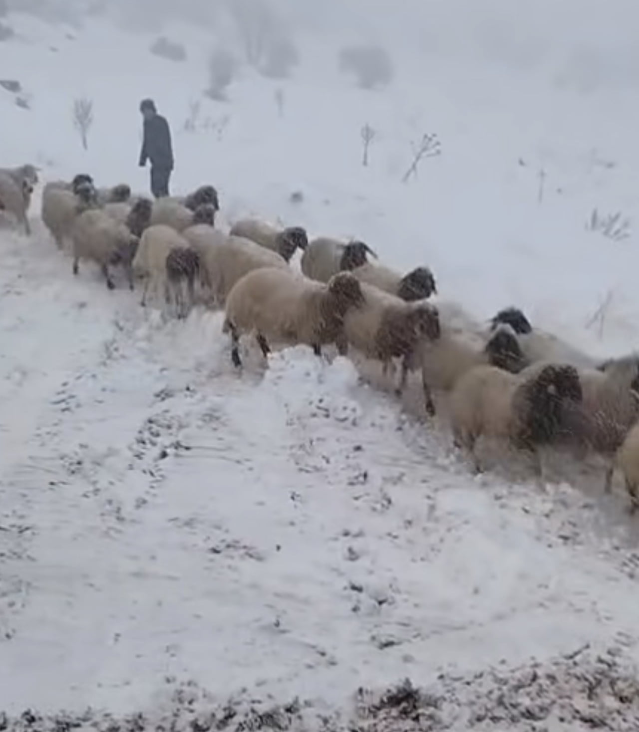 ADIYAMAN’DA DAĞDA MAHSUR KALAN 2 ÇOBAN VE 800 ADET KOYUN JANDARMA, TARIM VE ORMAN MÜDÜRLÜĞÜ...
