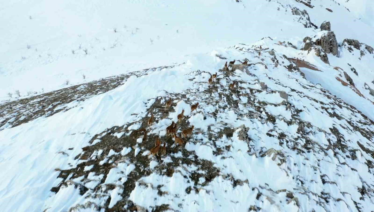 ADIYAMAN’DA YABAN KEÇİLERİ HAVADAN KAR ÜZERİNDE KALABALIK BİR ŞEKİLDE GÖRÜNTÜLENDİ.