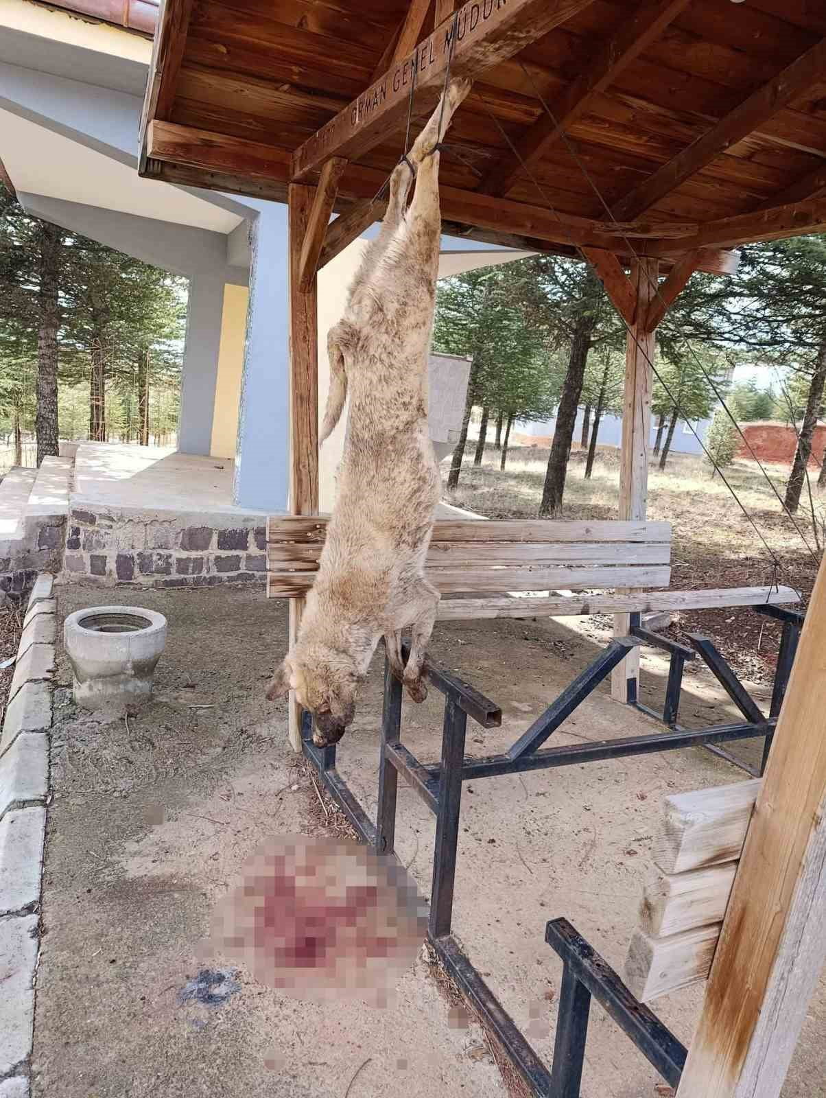 AFYONKARAHİSAR'DA BİR PARKTAKİ CARDAĞA ASILAN SOKAK KÖPEĞİ VAHŞİCE KATLEDİLİRKEN, OLAYLA İLGİLİ...