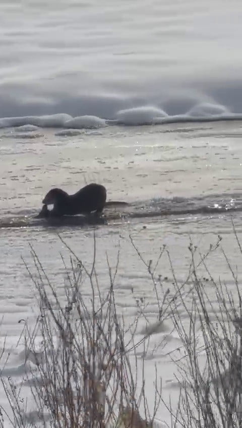 AĞRI’NIN TAŞLIÇAY İLÇESİNDE, MURAT NEHRİ’NDE YİYECEK ARARKEN GÖRÜNTÜLENEN İKİ SU SAMURU, BÖLGEDE...