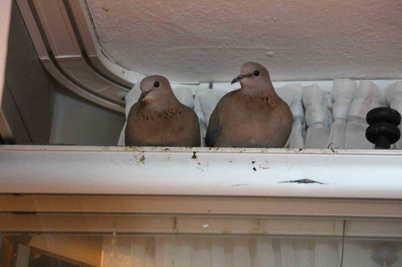 AMASYA'DA BİR ÇİFT KUMRU KUŞU, KIŞIN ORTASINDA EVİN BALKON CAMINA YUVA YAPTI.