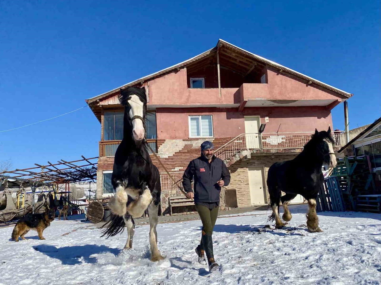 ANKARA'NIN ÇUBUK İLÇESİNDE YAŞAYAN ÖZGÜR PEŞTANLI; KURTLARDAN KÖPEKLERE, ATLARDAN EŞEKLERE KADAR...