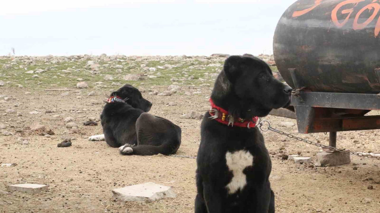 ANKARA'NIN HAYMANA İLÇESİNDE YETİŞTİRİLEN ‘HAYMANA KARASI', GÜÇLÜ YAPILARI VE KORUMA İÇGÜDÜLERİYLE...