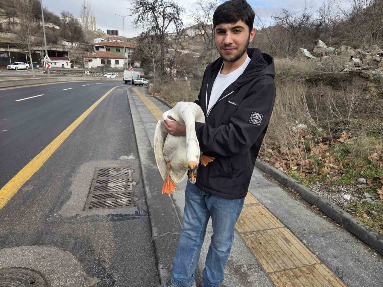 ANKARA’DA BARINDIĞI ÇİFTLİKTEN KAÇIP YOLA ATLAYAN KAZ SÜRÜCÜLERİN ZOR ANLAR YAŞAMASINA NEDEN OLDU....