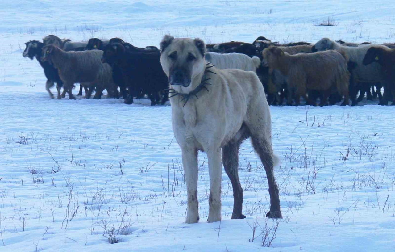 ARAŞTIRMALAR, ERZURUM’UN YÜKSEK YAYLALARINDAN SEÇİLEN ANADOLU ÇOBAN KÖPEKLERİNİN 1938 YILINDA...
