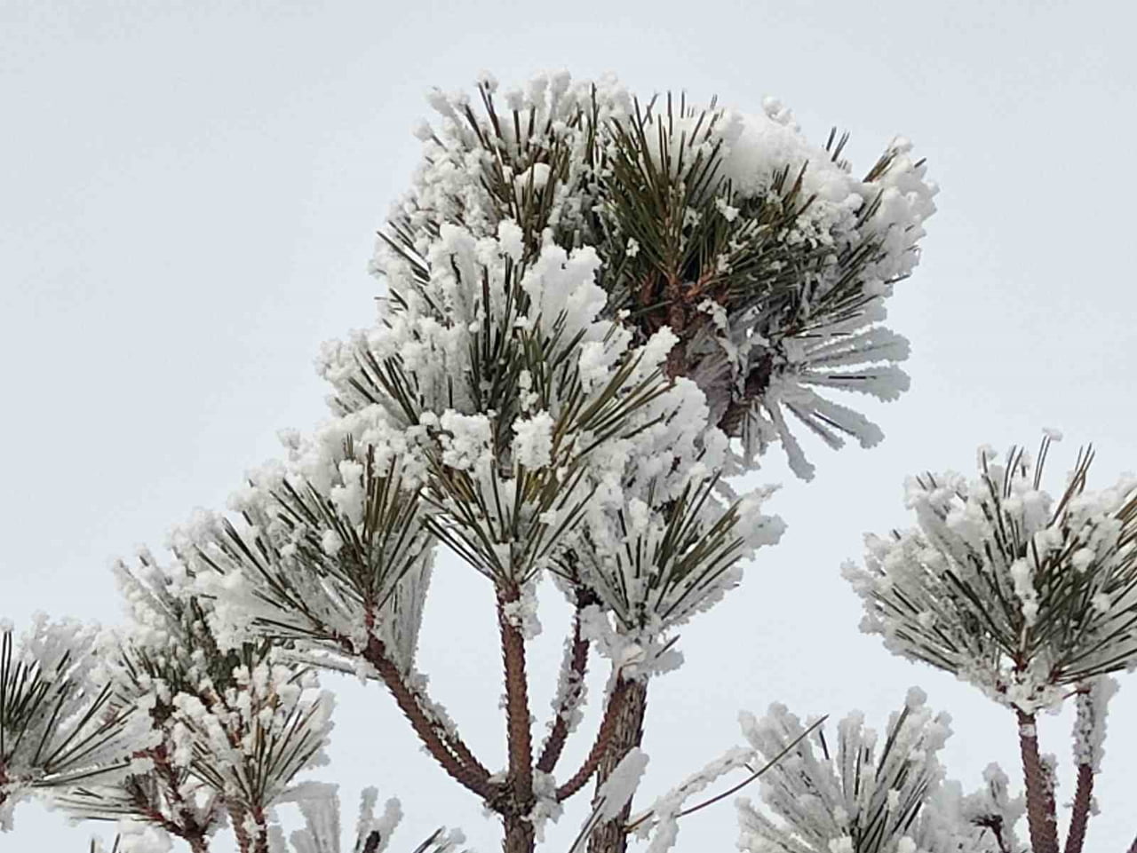 ARDAHAN'IN GÖLE İLÇESİNDE ETKİLİ OLAN DONDURUCU HAVA HAYATI OLUMSUZ ETKİLİYOR.