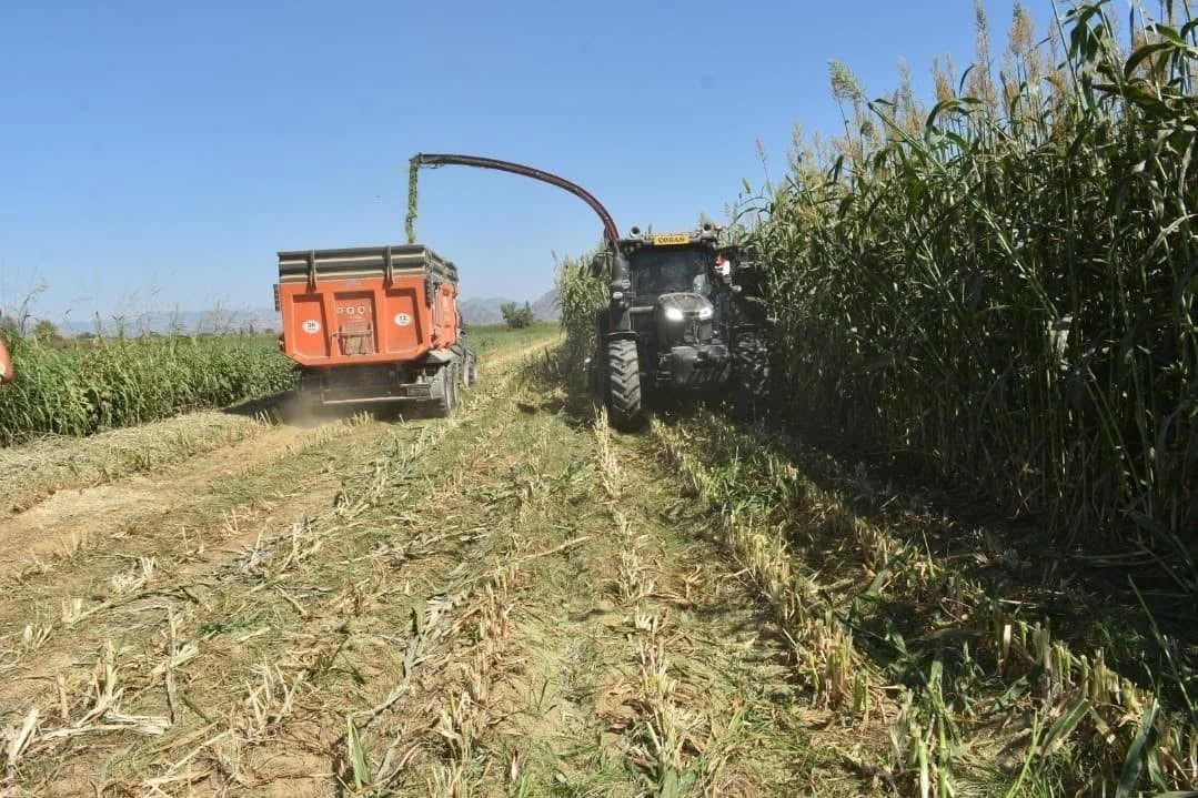 (ARŞİV FOTO) - AYDIN'DA 2025 YILINDA KABA YEM ÜRETİMİNİN ARTIRILMASI AMACIYLA 25 BİN DEKARI AŞKIN...