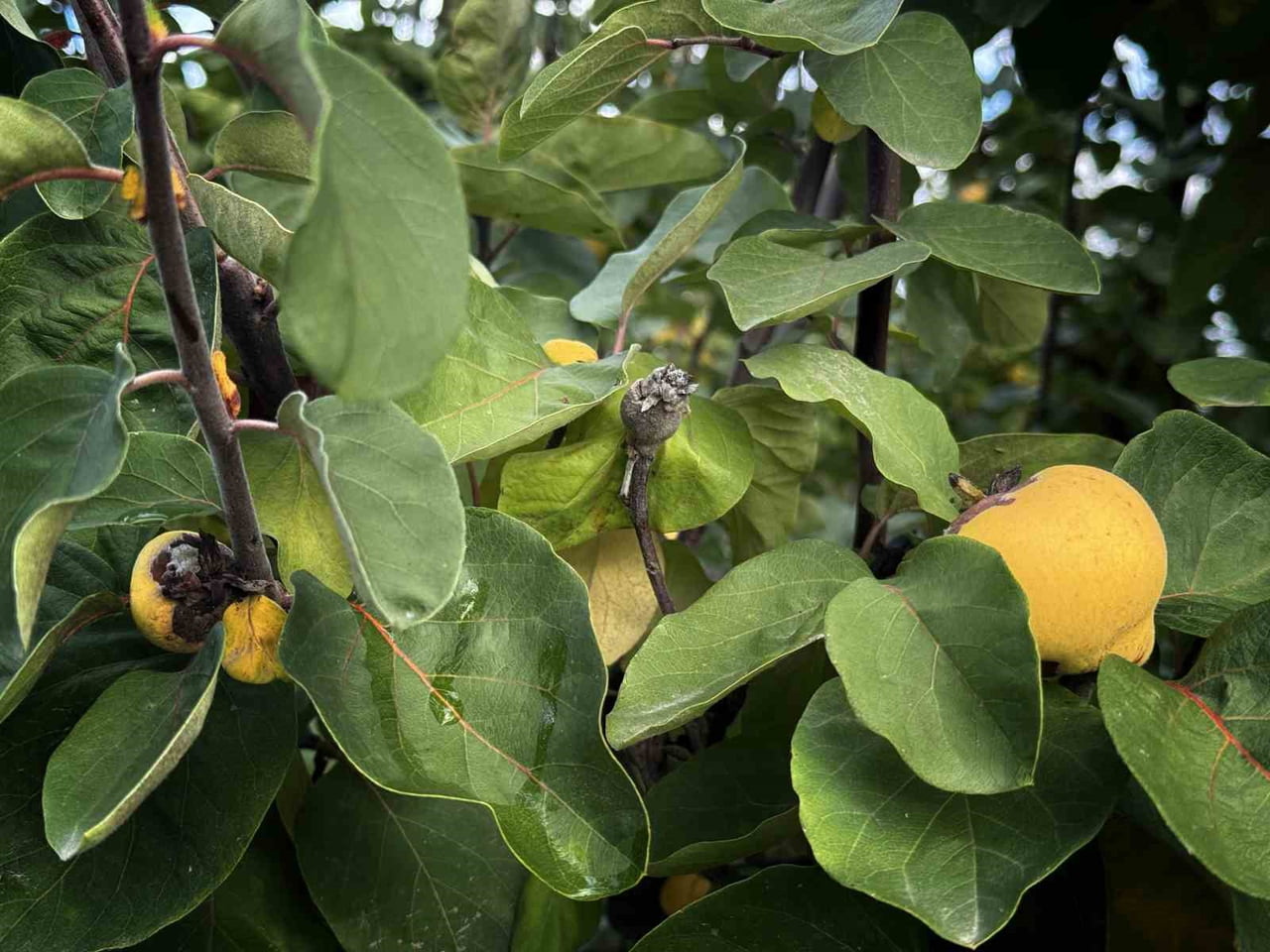 (ARŞİV FOTO) - ÖNEMLİ TARIM KENTLERİNDEN OLAN AYDIN'DA 2025 YILI BOYUNCA YÜRÜTÜLEN ÇALIŞMALAR...