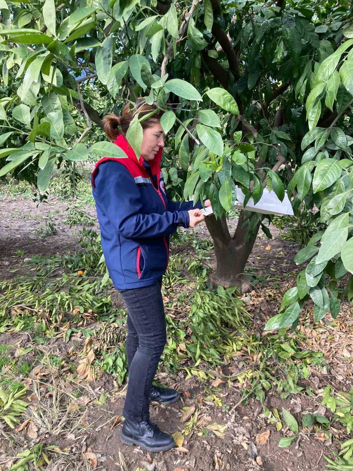 AYDIN’DA GEÇTİĞİMİZ YILLARDA NARENCİYE BAHÇELERİNDE YAŞANAN VERİM KAYBININ ARDINDAN BAŞLATILAN...