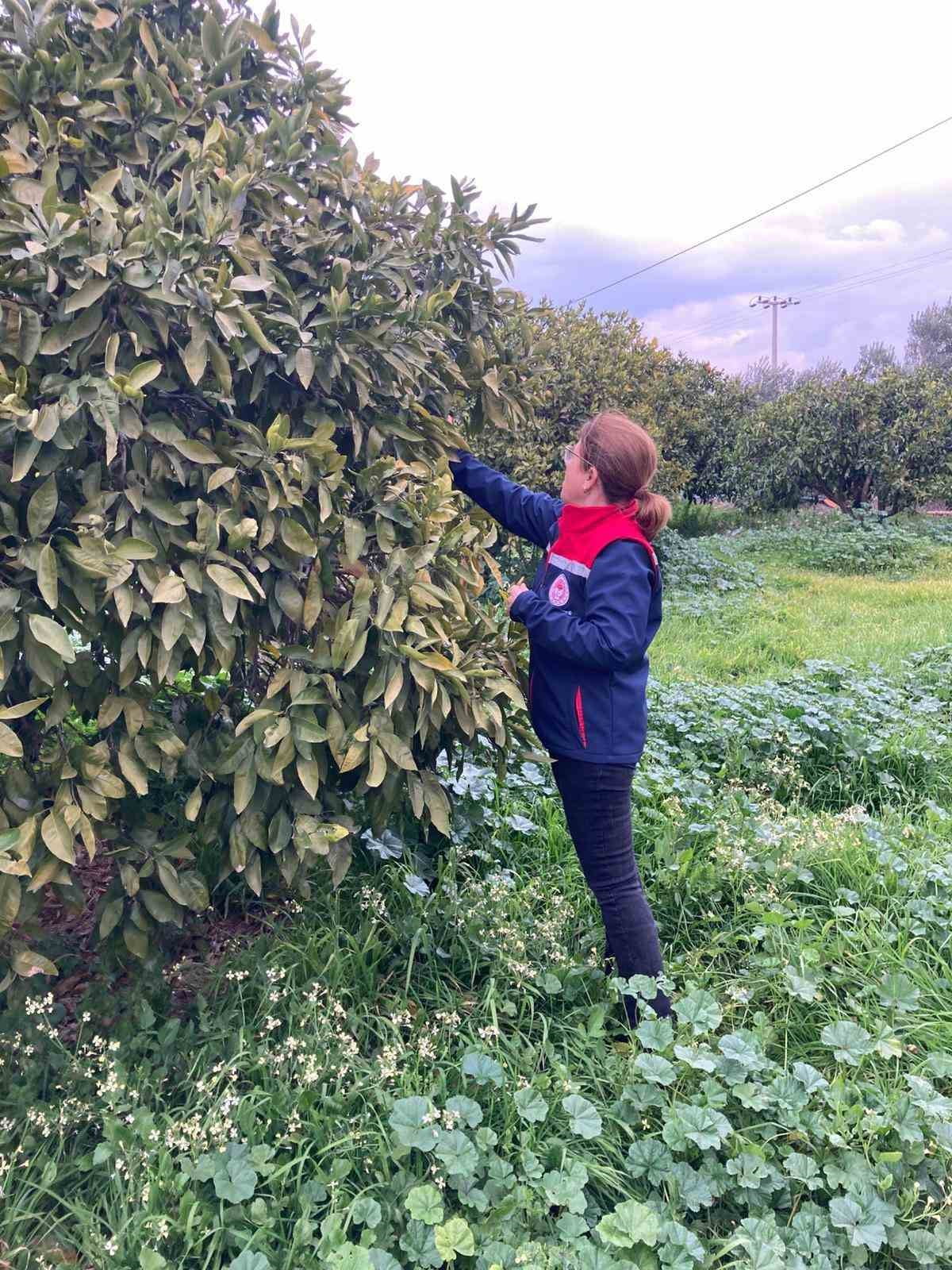 AYDIN’DA GEÇTİĞİMİZ YILLARDA NARENCİYE BAHÇELERİNDE YAŞANAN VERİM KAYBININ ARDINDAN BAŞLATILAN...