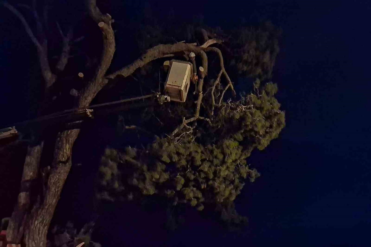 AYDIN’IN EFELER İLÇESİNDE ŞİDDETLİ RÜZGARIN ETKİSİYLE DEVRİLMEK ÜZERE OLAN ÇAM AĞACI, BİR EVİN...