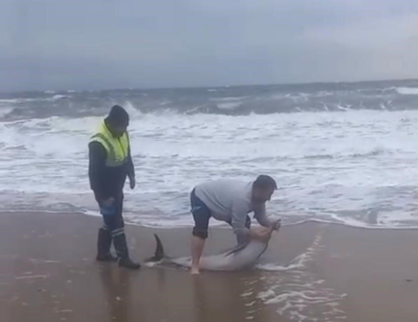 AYVALIK'TA OLUMSUZ HAVA ŞARTLARI NEDENİYLE KARAYA VURAN YUNUSU VATANDAŞLAR KURTARDI