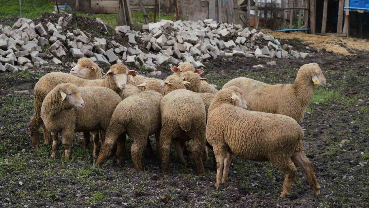 BALIKESİR ÇİFTÇİSİNE YÜZDE 100 HİBELİ DAMIZLIK DESTEĞİ