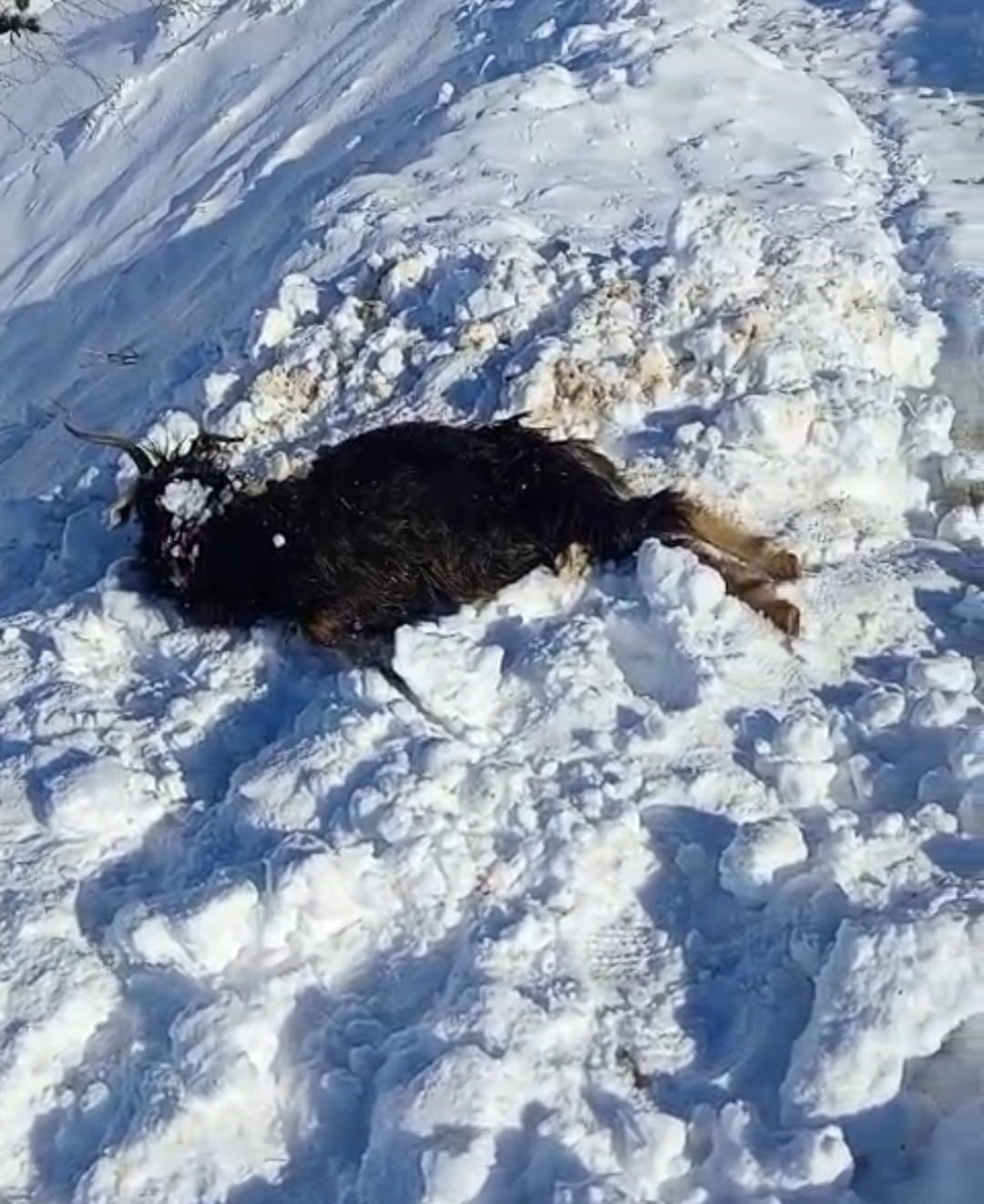 BATMAN’DA AĞILA ÇIĞ DÜŞTÜ: 45 KÜÇÜKBAŞ HAYVAN TELEF OLDU