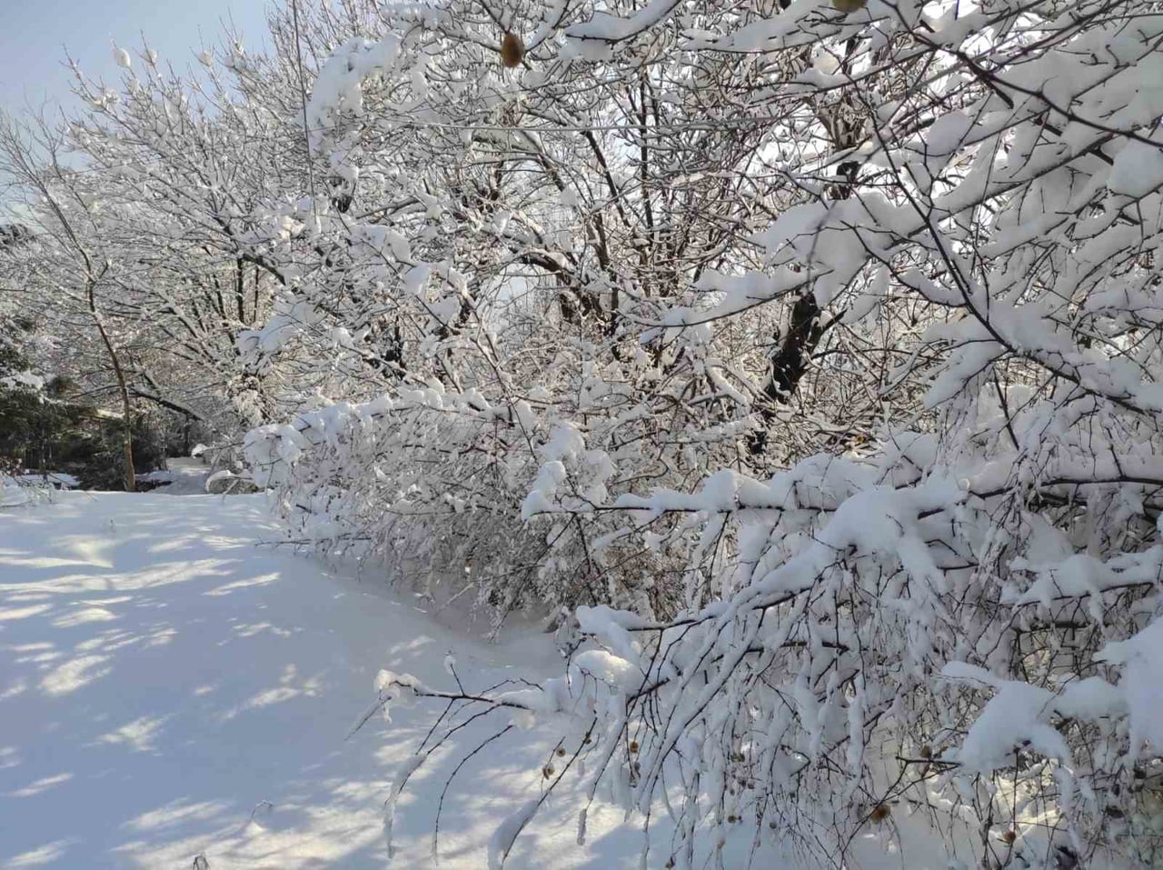 BATMAN’DA KAR YAĞIŞI BEYAZ ORMAN MANZARALARI OLUŞTURDU