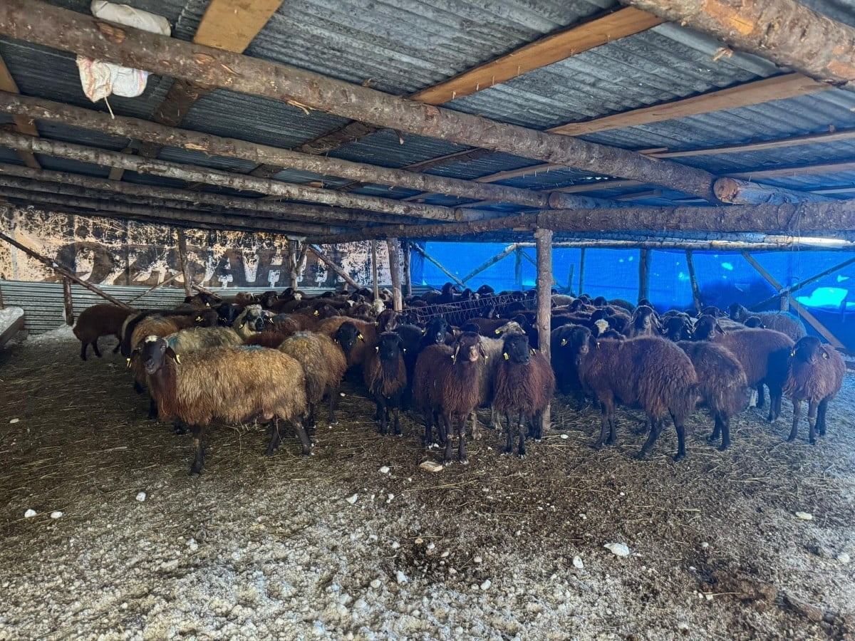 BAYBURT’TA HAYVANCILIĞA YENİ BAŞLAYAN ÜRETİCİLERE DESTEKLER SÜRÜYOR