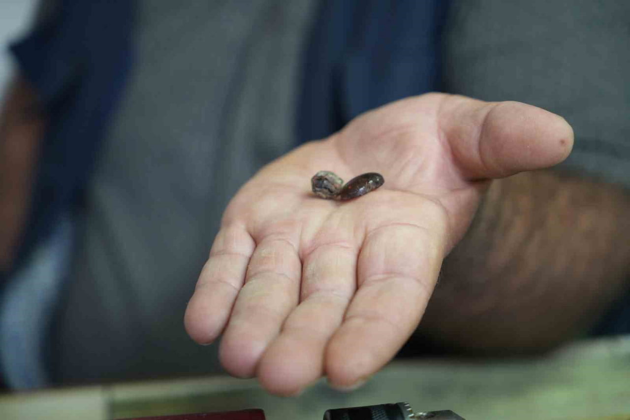 BAYBURTLU KEHRİBAR USTASI İŞLEDİĞİ TAŞTA MİLYONLARCA YILLIK BÖCEK FOSİLİ BULDU