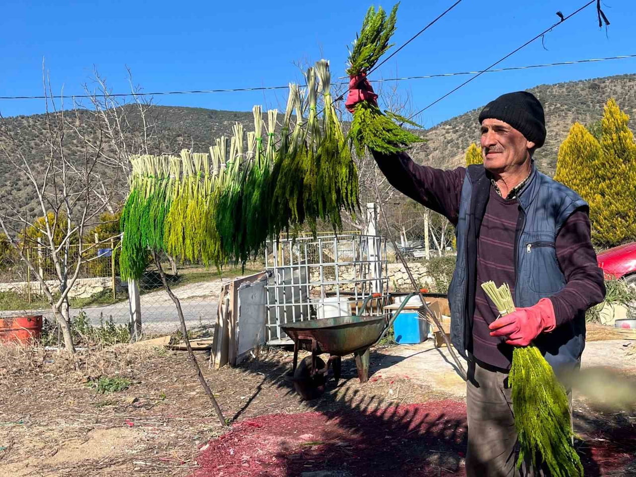 BAYINDIR’DA NERGİS VE KURU ÇİÇEK FESTİVALİ HAZIRLIKLARI